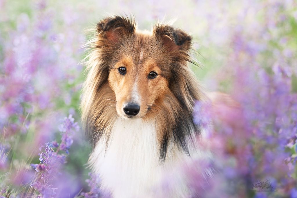 Les Shetland Sheepdog de l'affixe Kyubi Sheperds