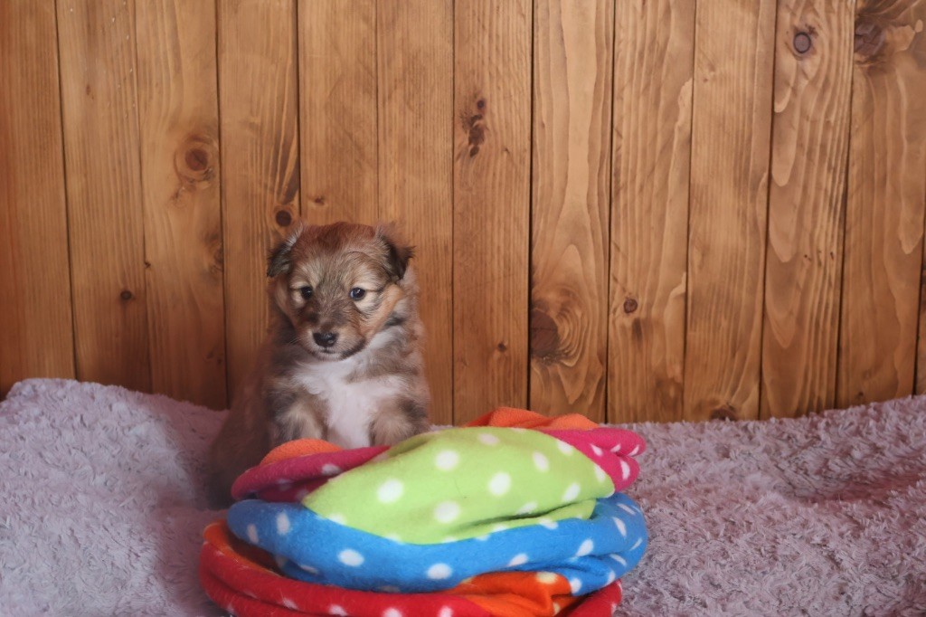 Kyubi Sheperds - Chiot disponible  - Shetland Sheepdog