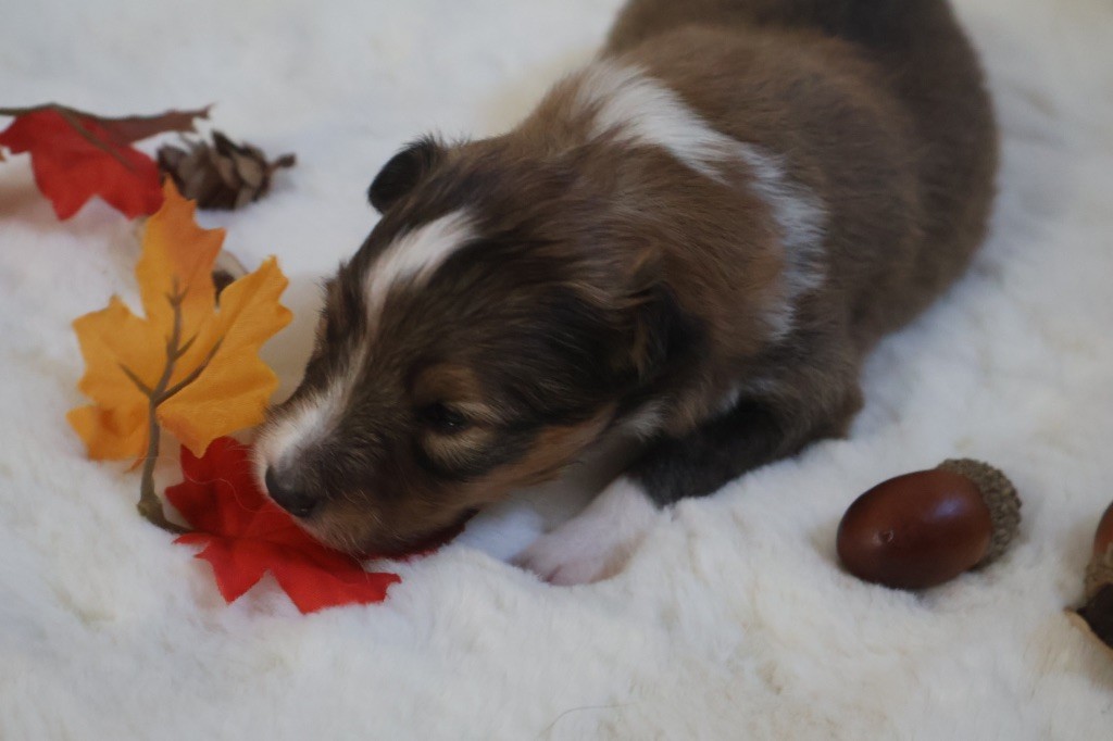 Kyubi Sheperds - Chiot disponible  - Shetland Sheepdog