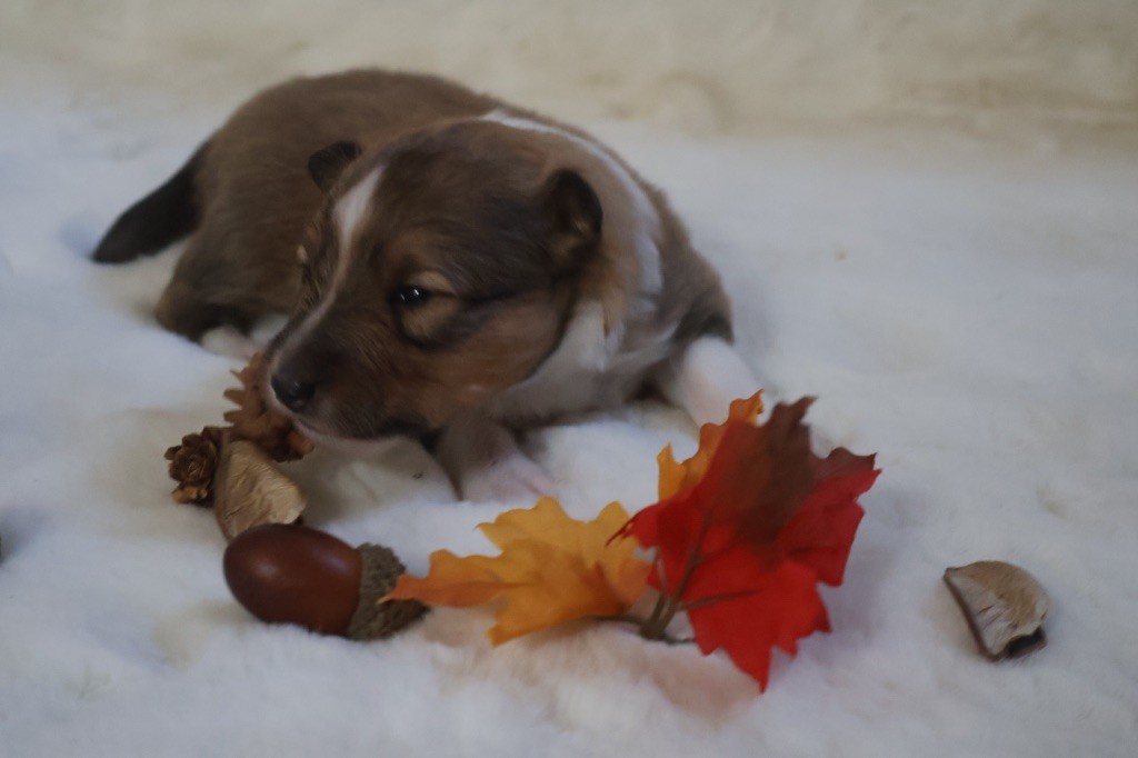 Kyubi Sheperds - Chiot disponible  - Shetland Sheepdog