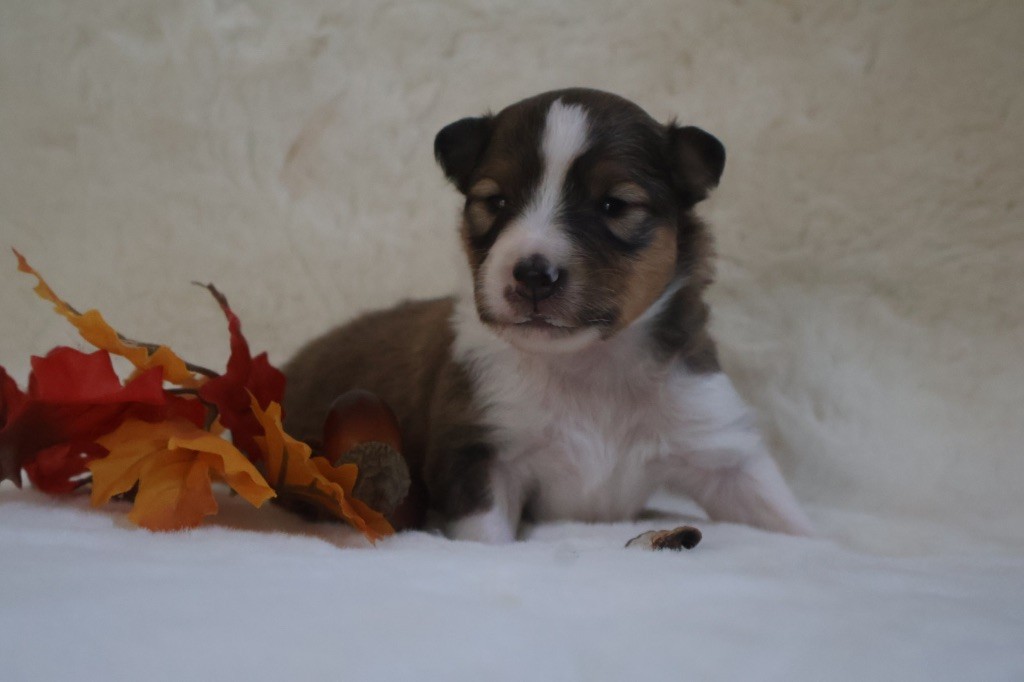 Kyubi Sheperds - Chiot disponible  - Shetland Sheepdog