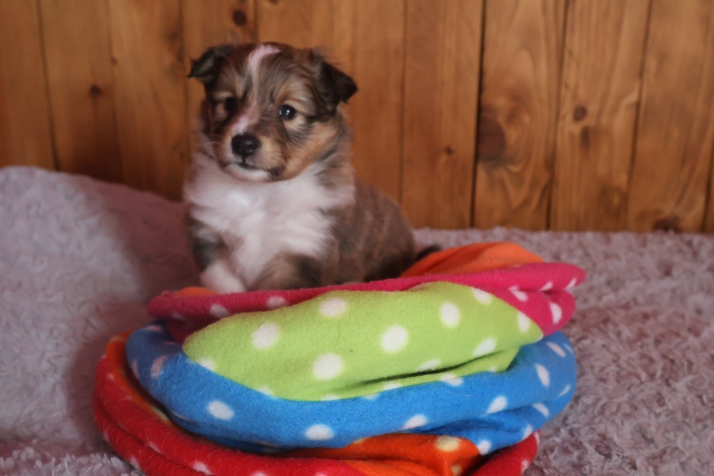 Kyubi Sheperds - Chiot disponible  - Shetland Sheepdog