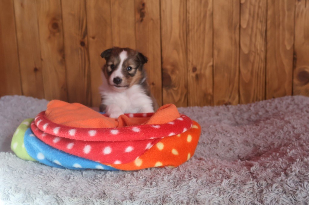 Kyubi Sheperds - Chiot disponible  - Shetland Sheepdog