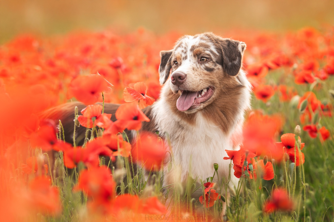 Ultim temptation Of Eternal Dreams