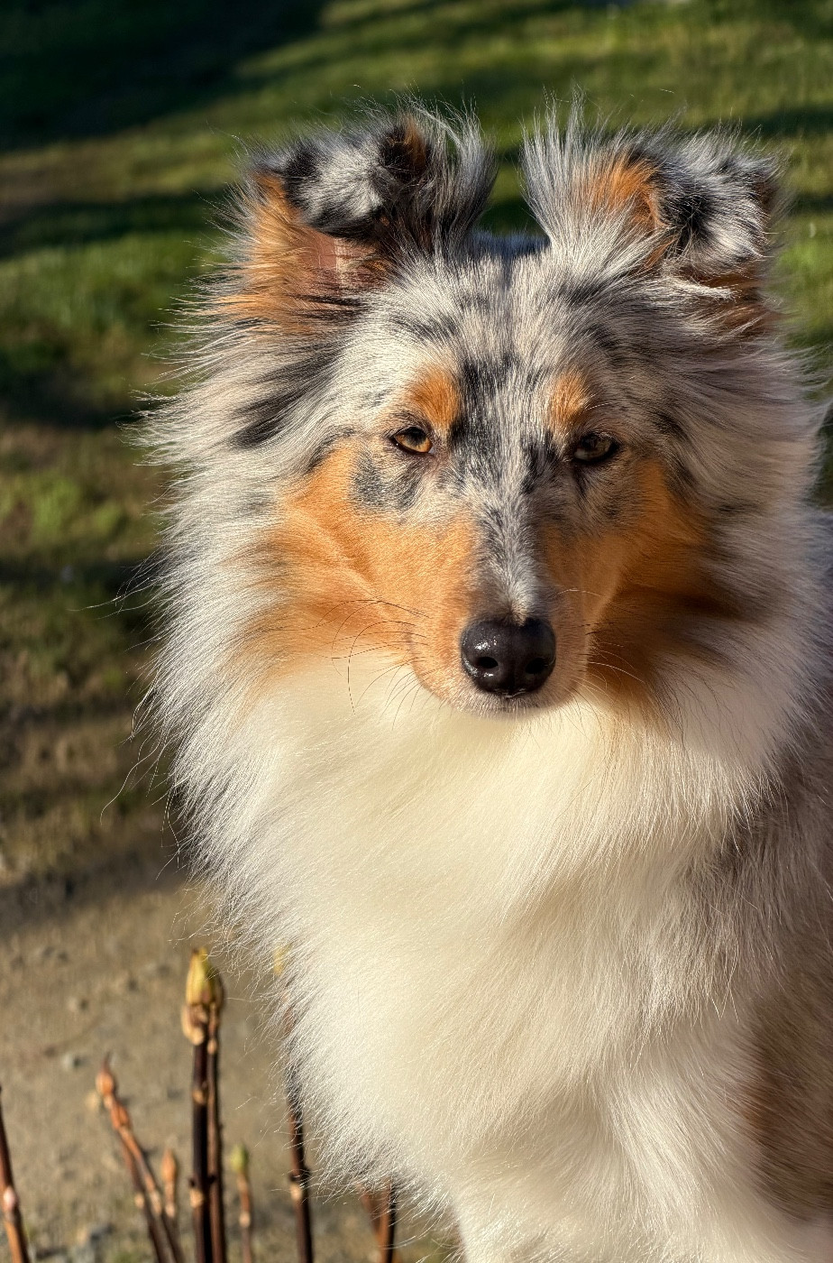 CH. Xayah fifa rafa Titre Initial