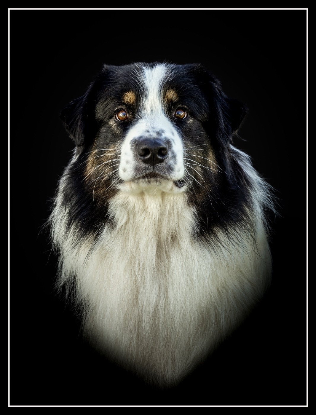 CH. Urban black boubba Of Eternal Dreams