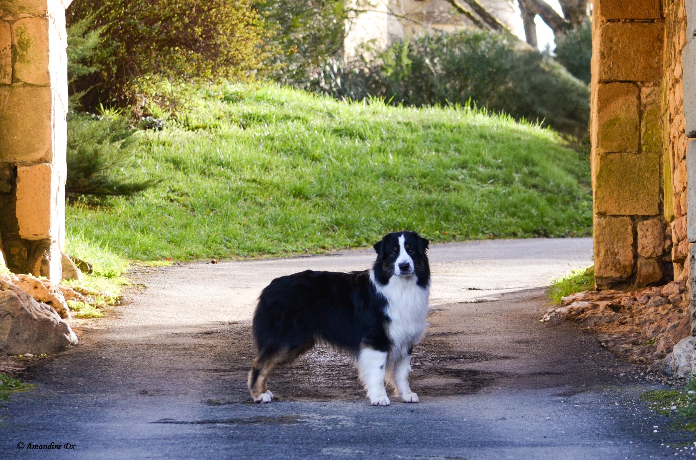 CH. Urban black boubba Of Eternal Dreams