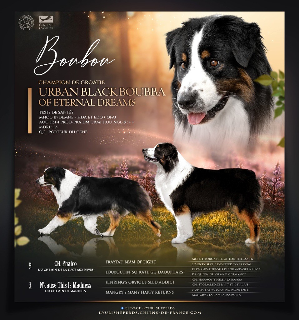 CH. Urban black boubba Of Eternal Dreams