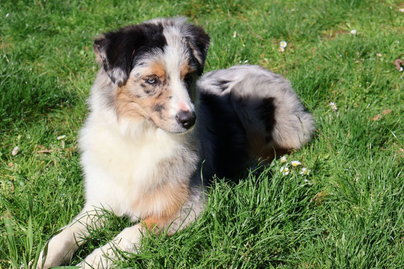 ASTRA BELLA du Chemin de la Lune aux Reves