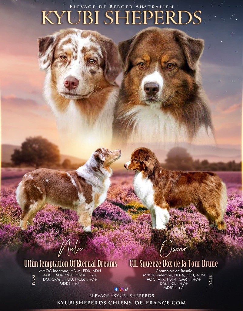 Kyubi Sheperds - Chiots fin août 2025