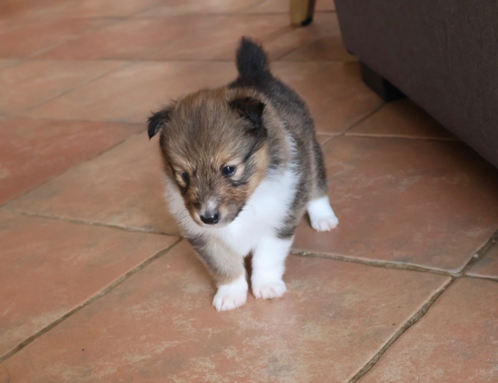 Kyubi Sheperds - Chiots disponibles - Shetland Sheepdog