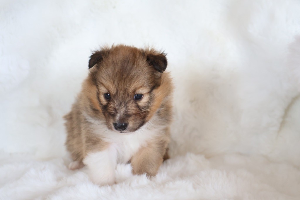 Kyubi Sheperds - Chiots disponibles - Shetland Sheepdog