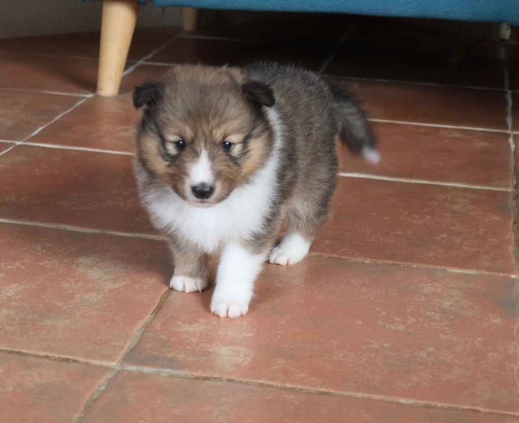 Kyubi Sheperds - Chiots disponibles - Shetland Sheepdog