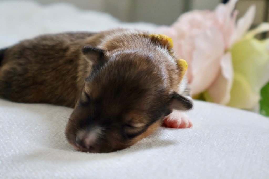 Kyubi Sheperds - Chiots disponibles - Shetland Sheepdog