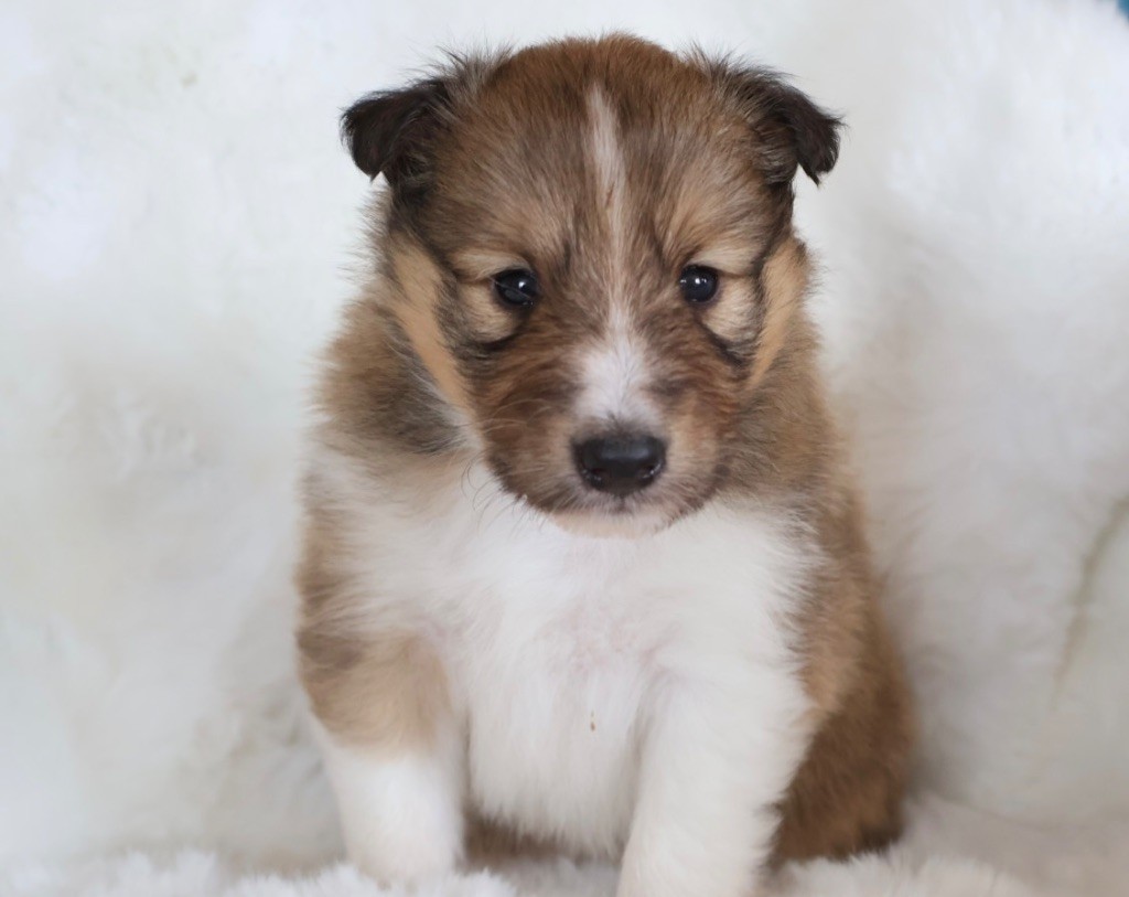 Kyubi Sheperds - Chiots disponibles - Shetland Sheepdog