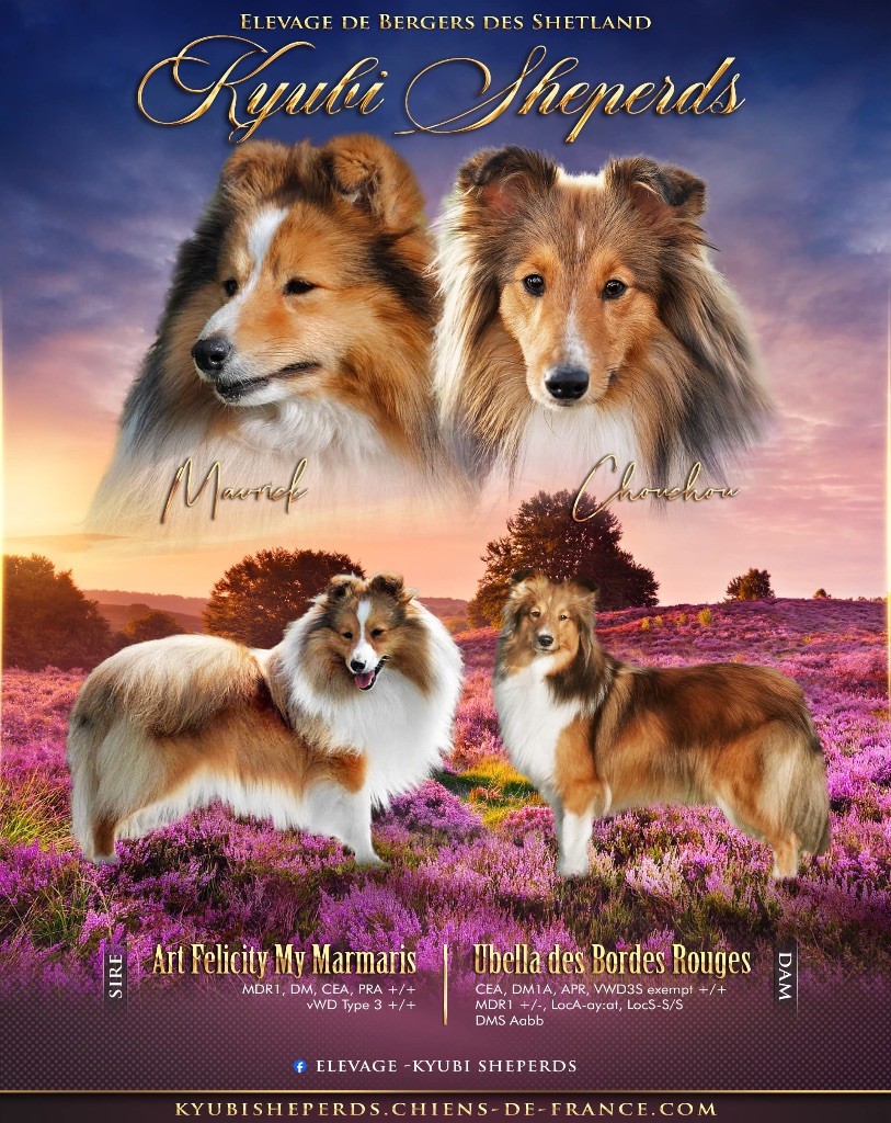 Kyubi Sheperds - Shetland Sheepdog - Portée née le 19/10/2024