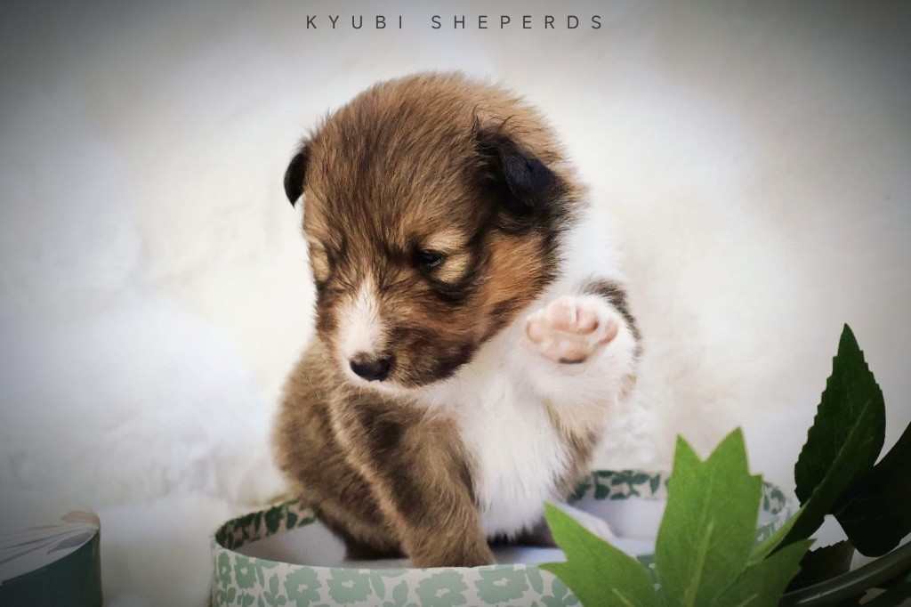 Kyubi Sheperds - Chiots disponibles - Shetland Sheepdog