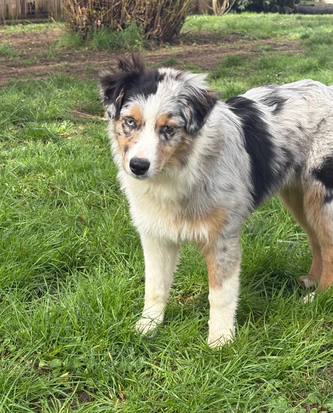 Kyubi Sheperds - Chiots disponibles - Berger Australien