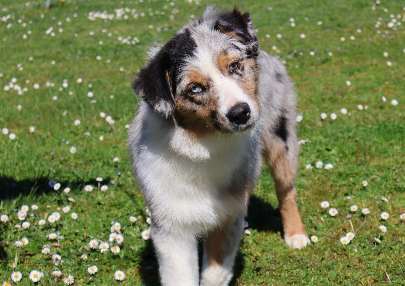 Kyubi Sheperds - Chiots disponibles - Berger Australien