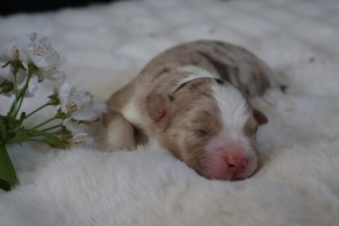 Kyubi Sheperds - Chiots disponibles - Berger Australien