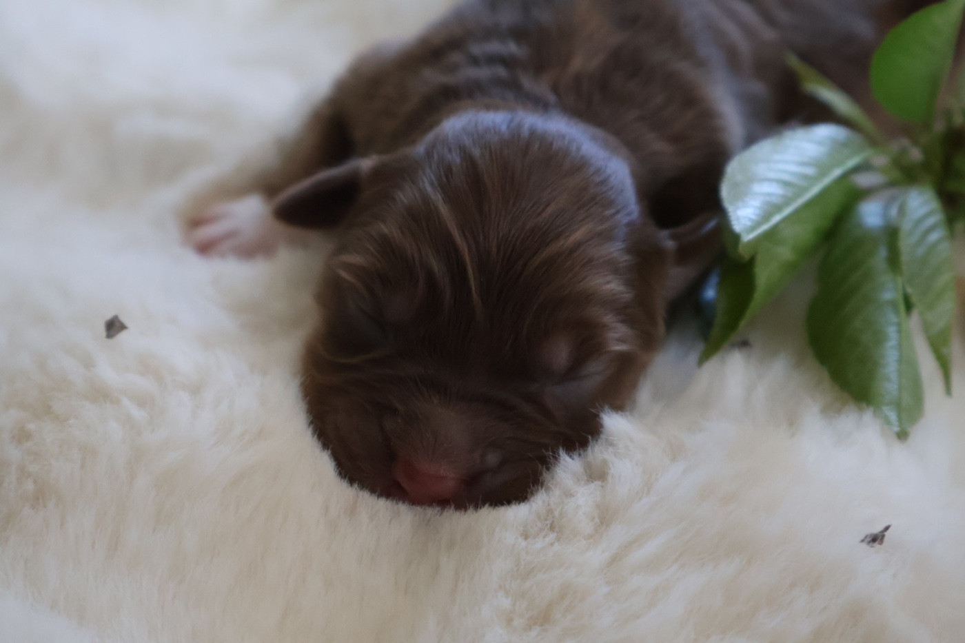 Kyubi Sheperds - Chiots disponibles - Berger Australien