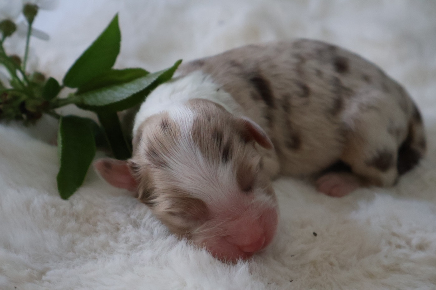 Kyubi Sheperds - Chiots disponibles - Berger Australien