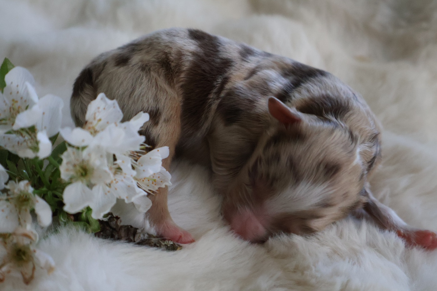 Kyubi Sheperds - Chiots disponibles - Berger Australien