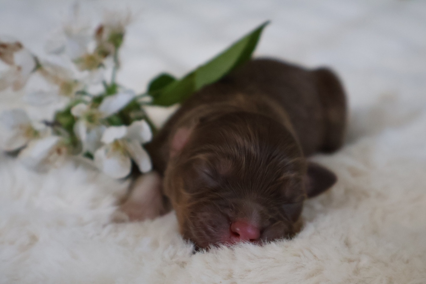 Kyubi Sheperds - Chiots disponibles - Berger Australien