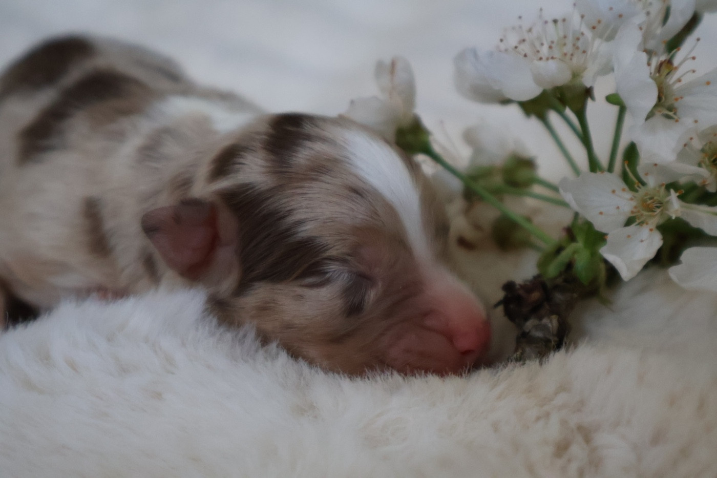 Kyubi Sheperds - Chiots disponibles - Berger Australien