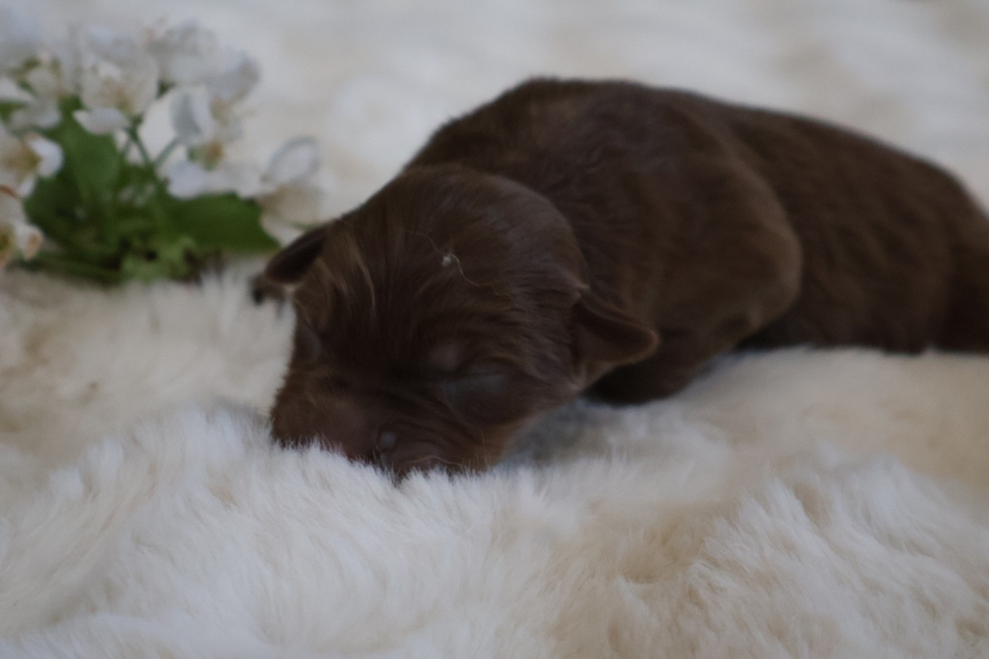 Kyubi Sheperds - Chiots disponibles - Berger Australien