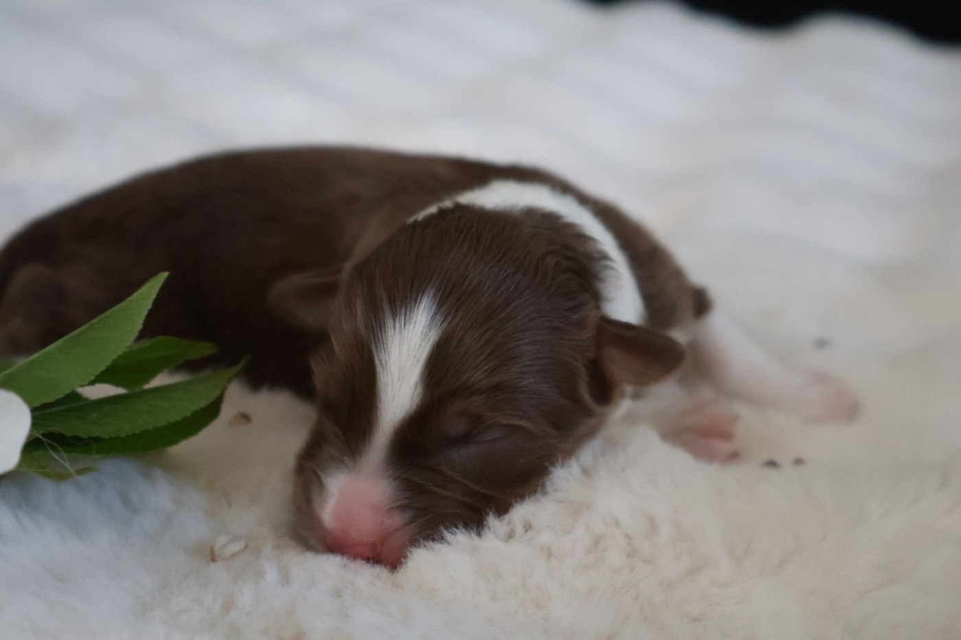 Kyubi Sheperds - Chiots disponibles - Berger Australien