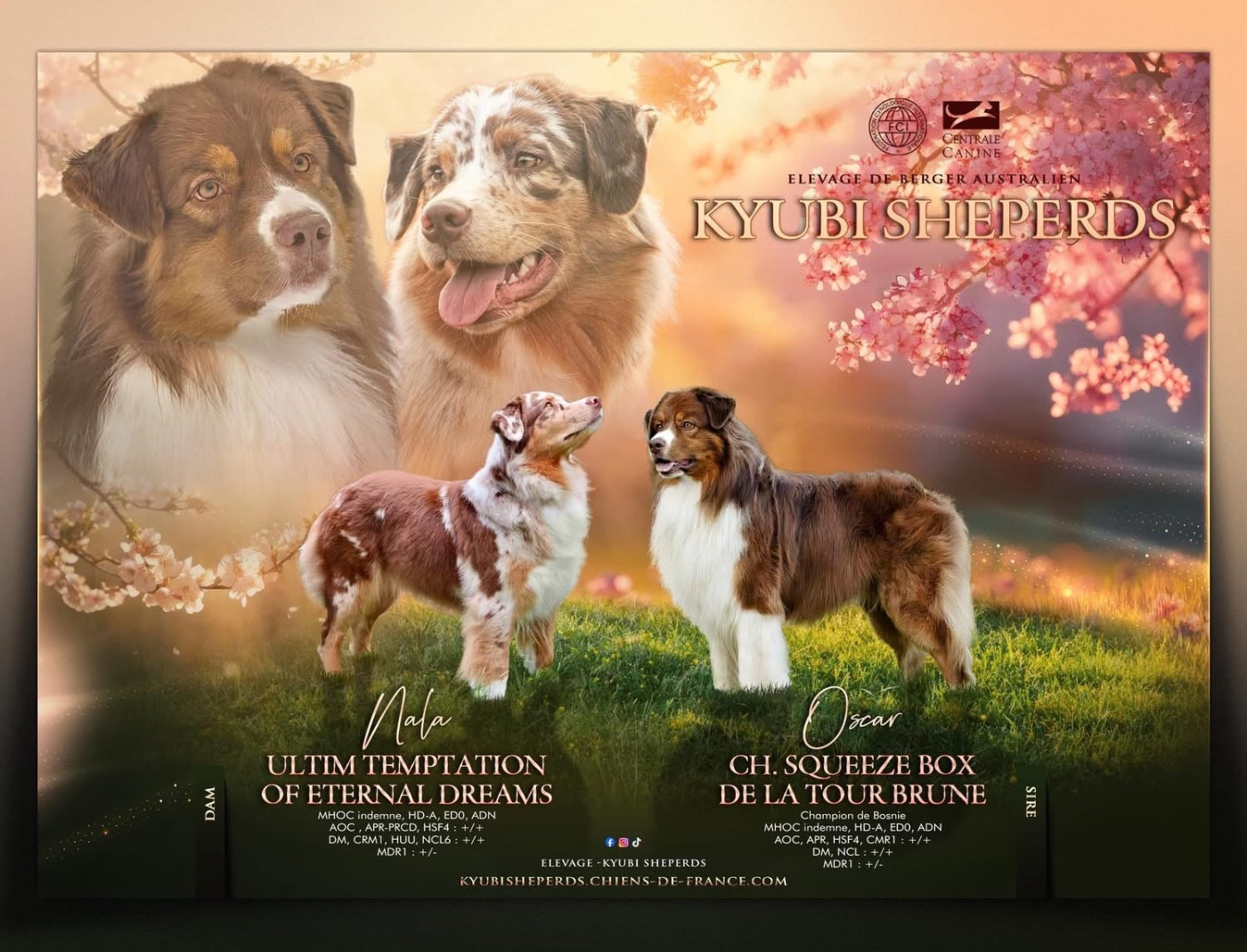 Kyubi Sheperds - Berger Australien - Portée née le 06/04/2026