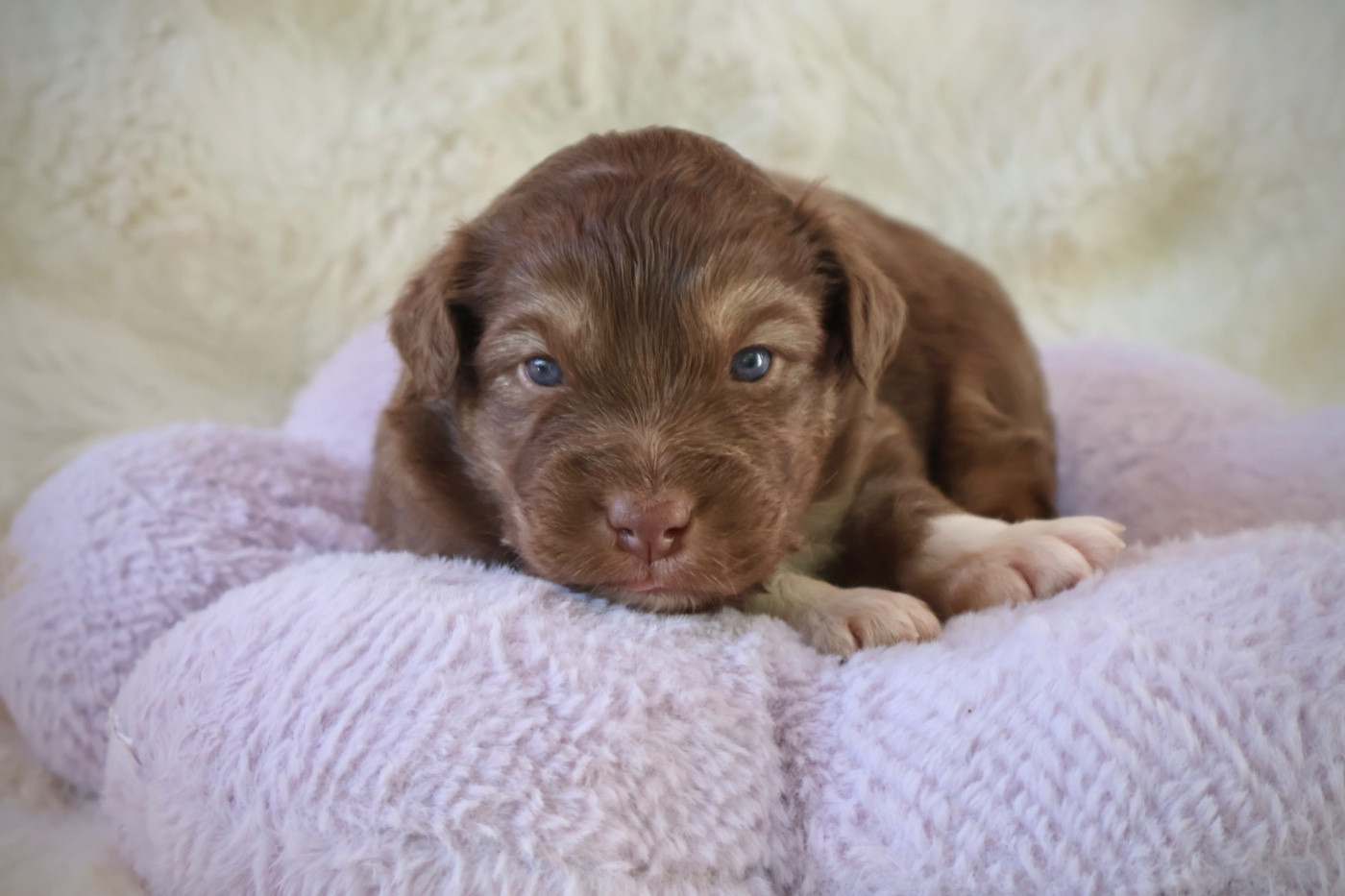 Kyubi Sheperds - Chiots disponibles - Berger Australien