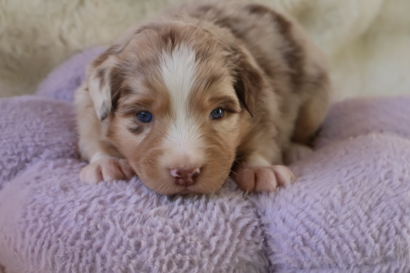 Kyubi Sheperds - Chiots disponibles - Berger Australien