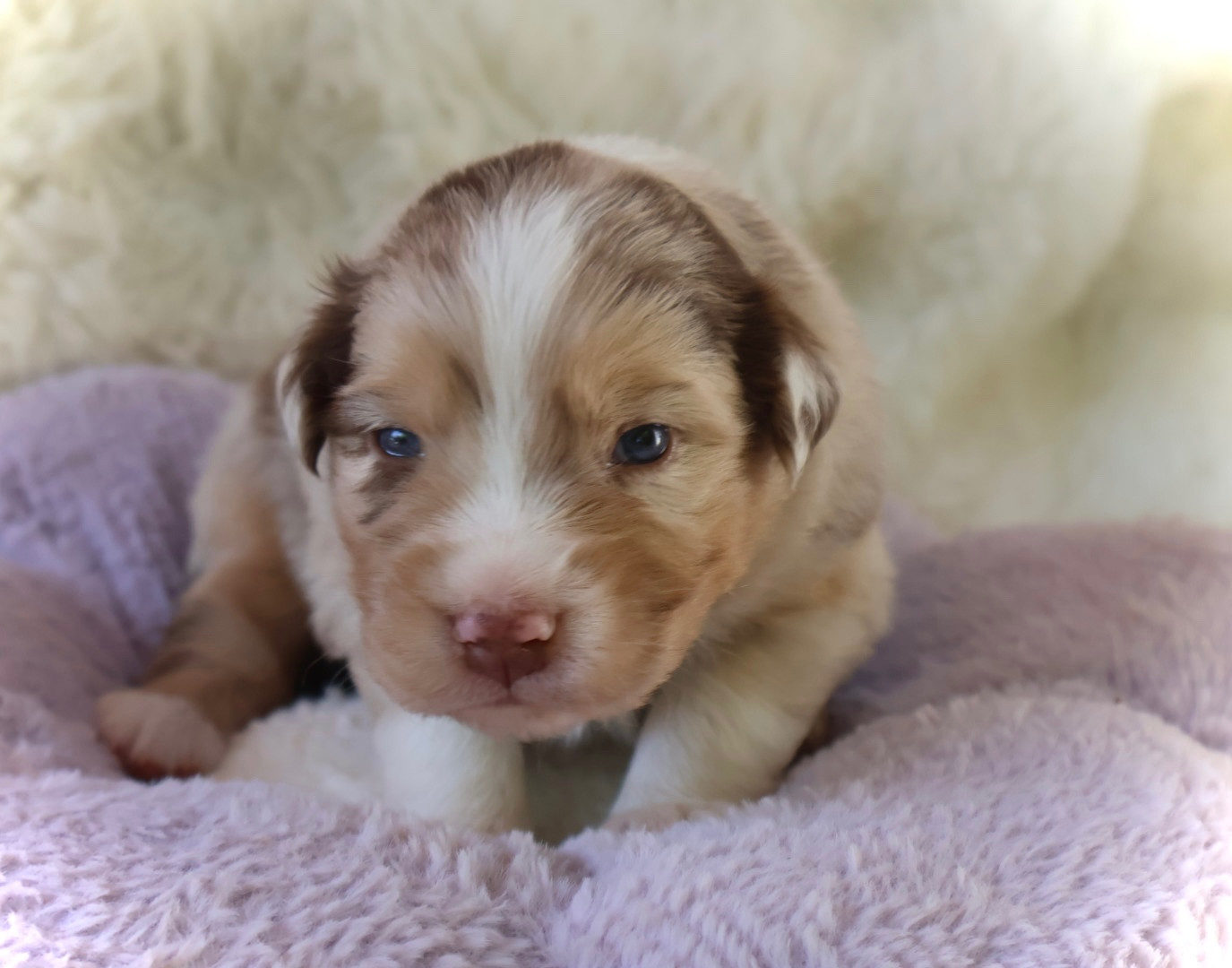 Kyubi Sheperds - Chiots disponibles - Berger Australien