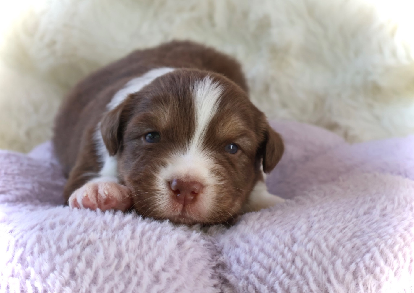 Kyubi Sheperds - Chiots disponibles - Berger Australien