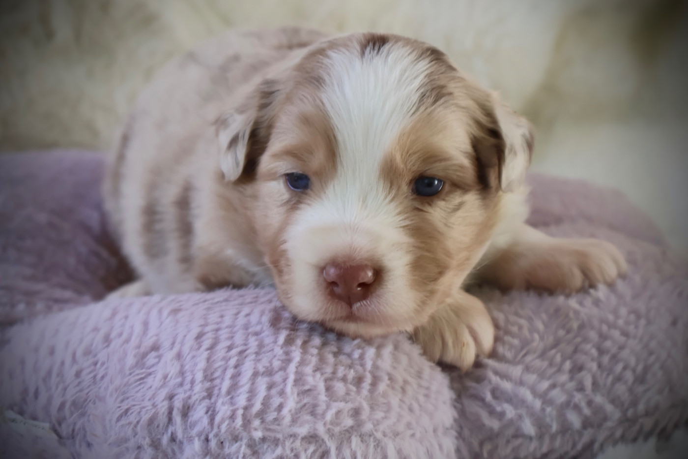 Kyubi Sheperds - Chiots disponibles - Berger Australien