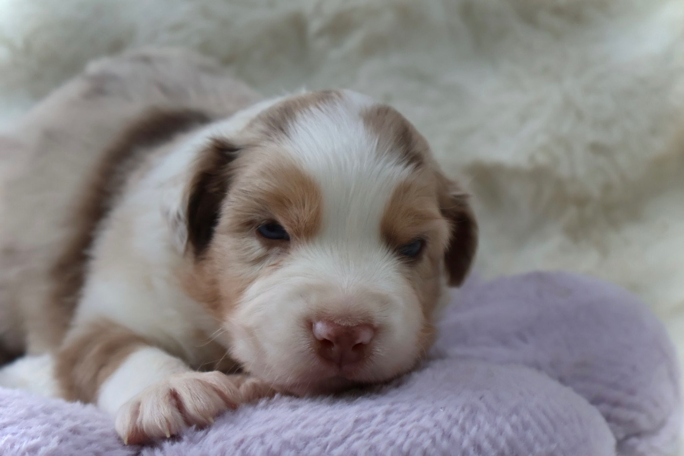 Kyubi Sheperds - Chiots disponibles - Berger Australien