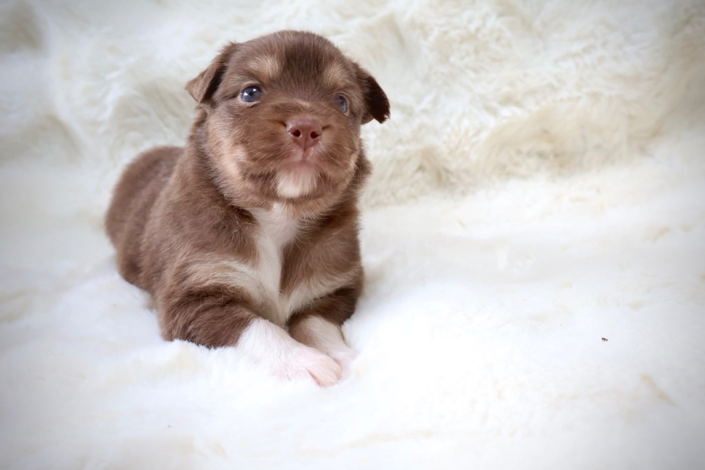 Kyubi Sheperds - Chiots disponibles - Berger Australien