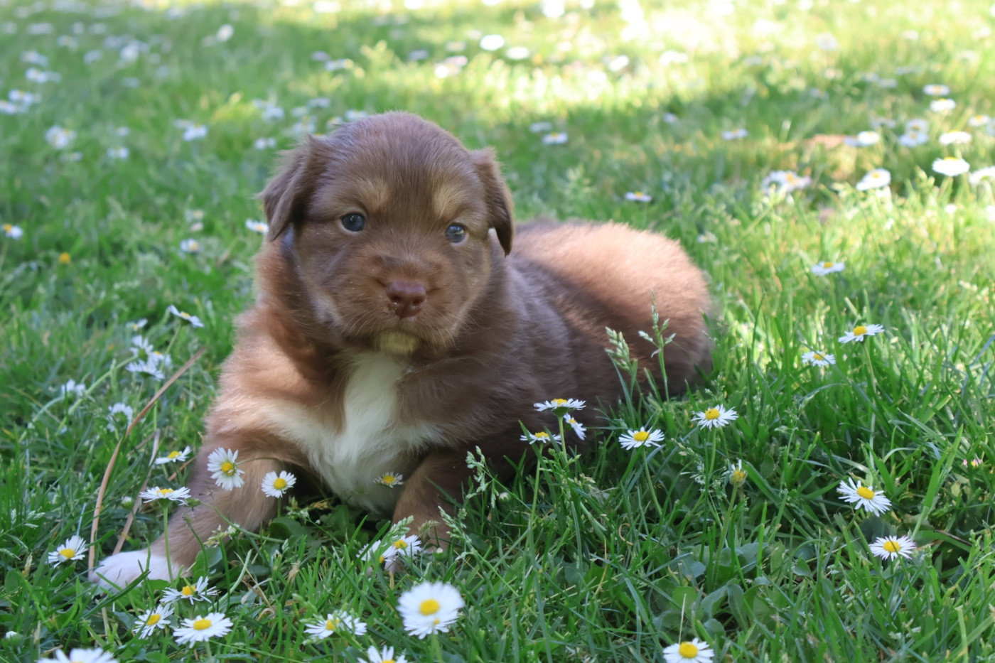 Kyubi Sheperds - Chiots disponibles - Berger Australien