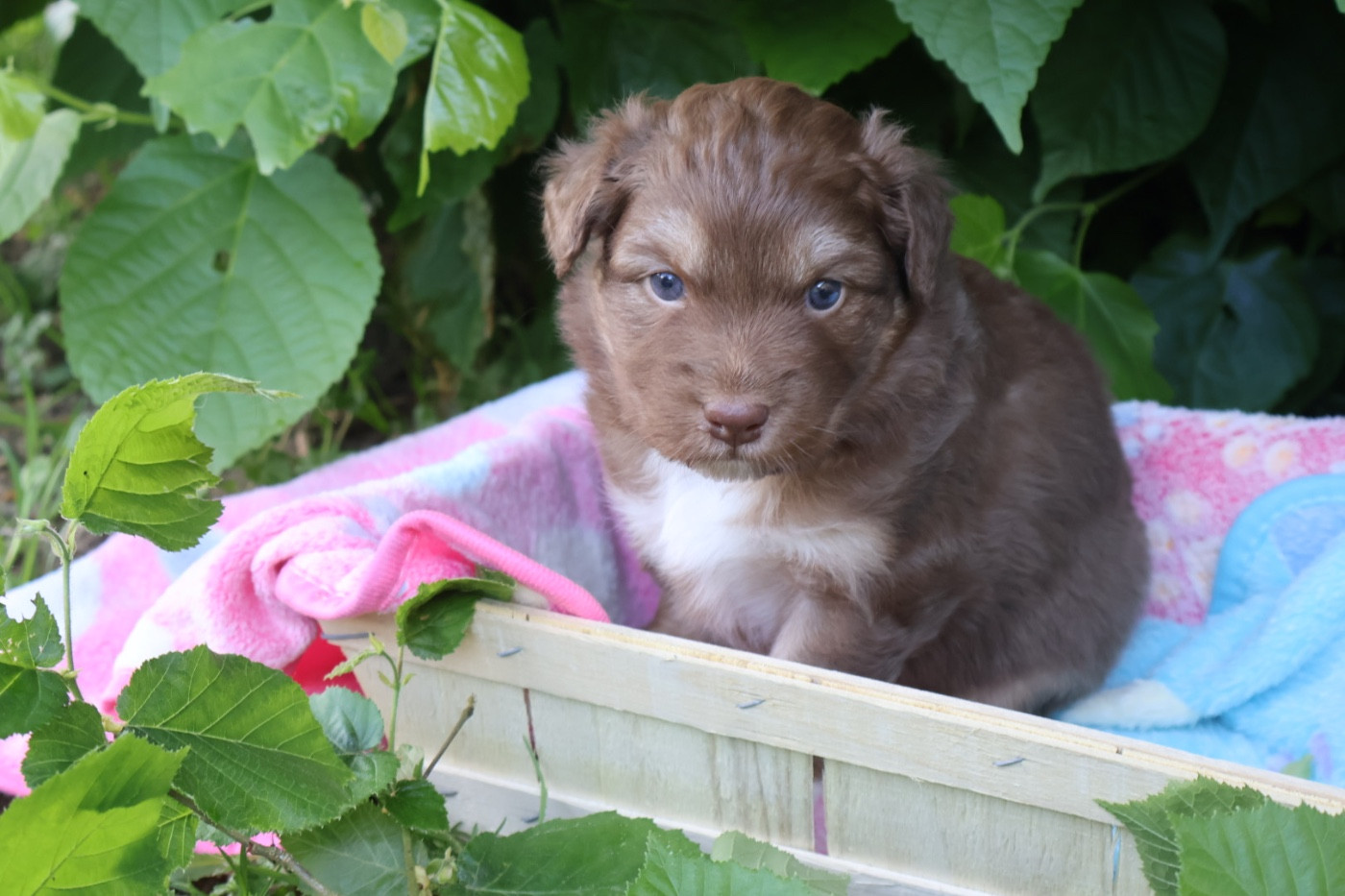 Kyubi Sheperds - Chiots disponibles - Berger Australien