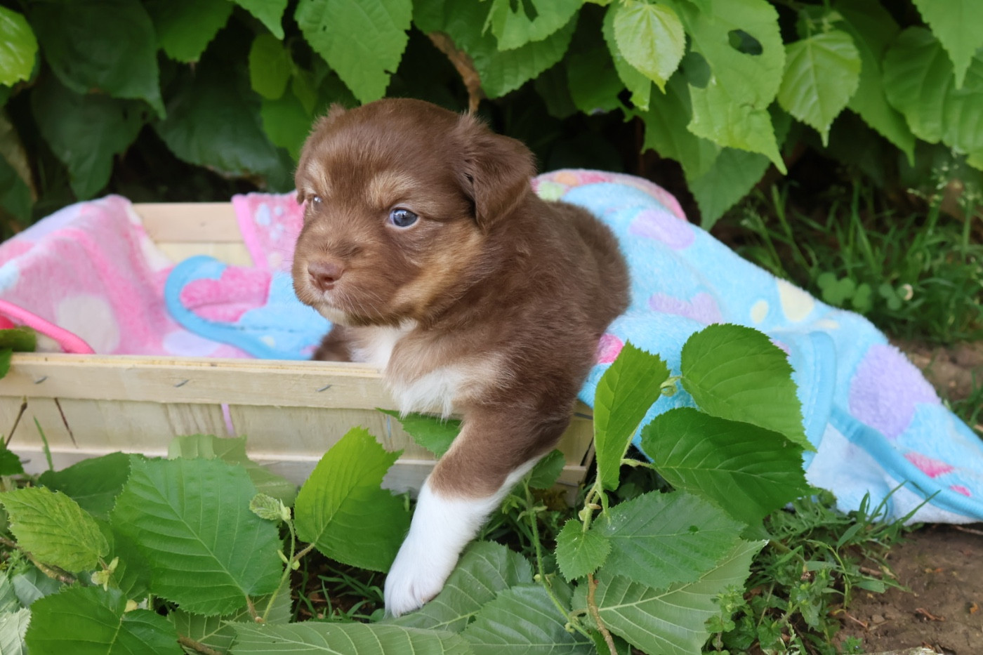 Kyubi Sheperds - Chiots disponibles - Berger Australien