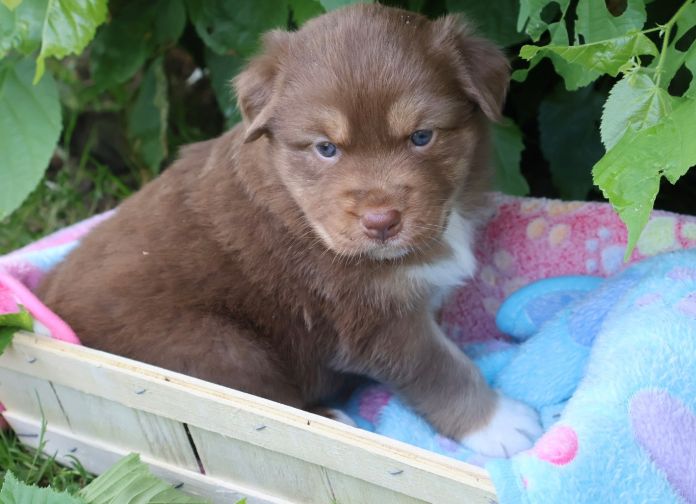 Kyubi Sheperds - Chiots disponibles - Berger Australien
