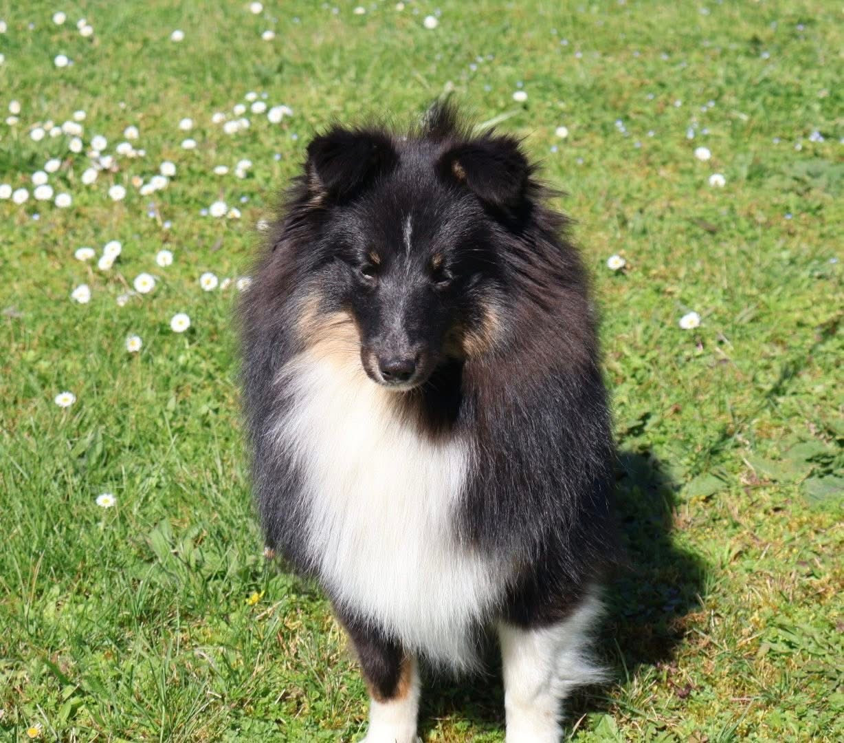 Kyubi Sheperds - Chiots disponibles - Shetland Sheepdog