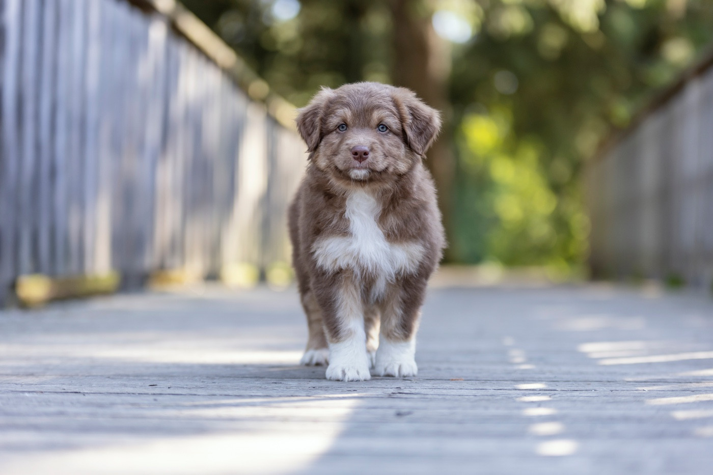 Kyubi Sheperds - Chiots disponibles - Berger Australien