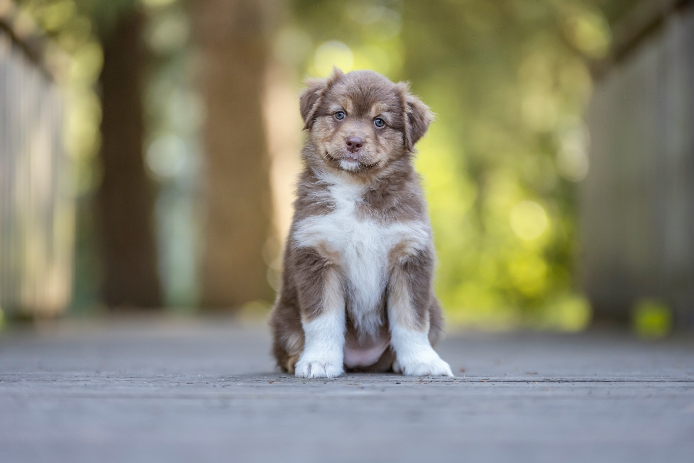 Kyubi Sheperds - Chiots disponibles - Berger Australien