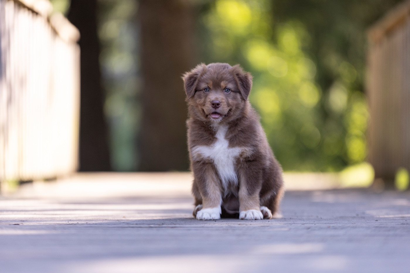 Kyubi Sheperds - Chiots disponibles - Berger Australien