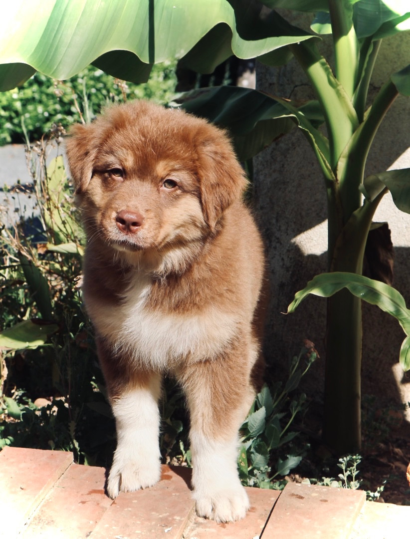 Kyubi Sheperds - Chiots disponibles - Berger Australien