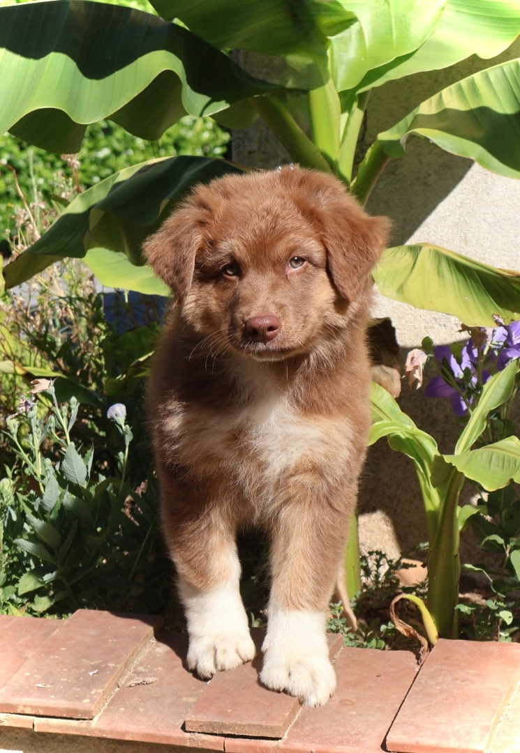 Kyubi Sheperds - Chiots disponibles - Berger Australien