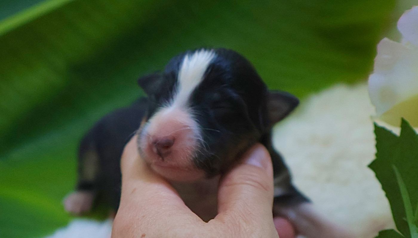 Kyubi Sheperds - Chiots disponibles - Shetland Sheepdog